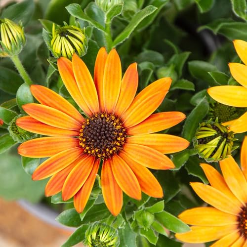 Osteospermum Flower Seeds Orange – Heirloom, Non-GMO, High Germination Seeds