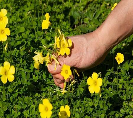 Oxalis Flower Seeds – Heirloom, Non-GMO, High Germination Organic Garden Seeds for Planting