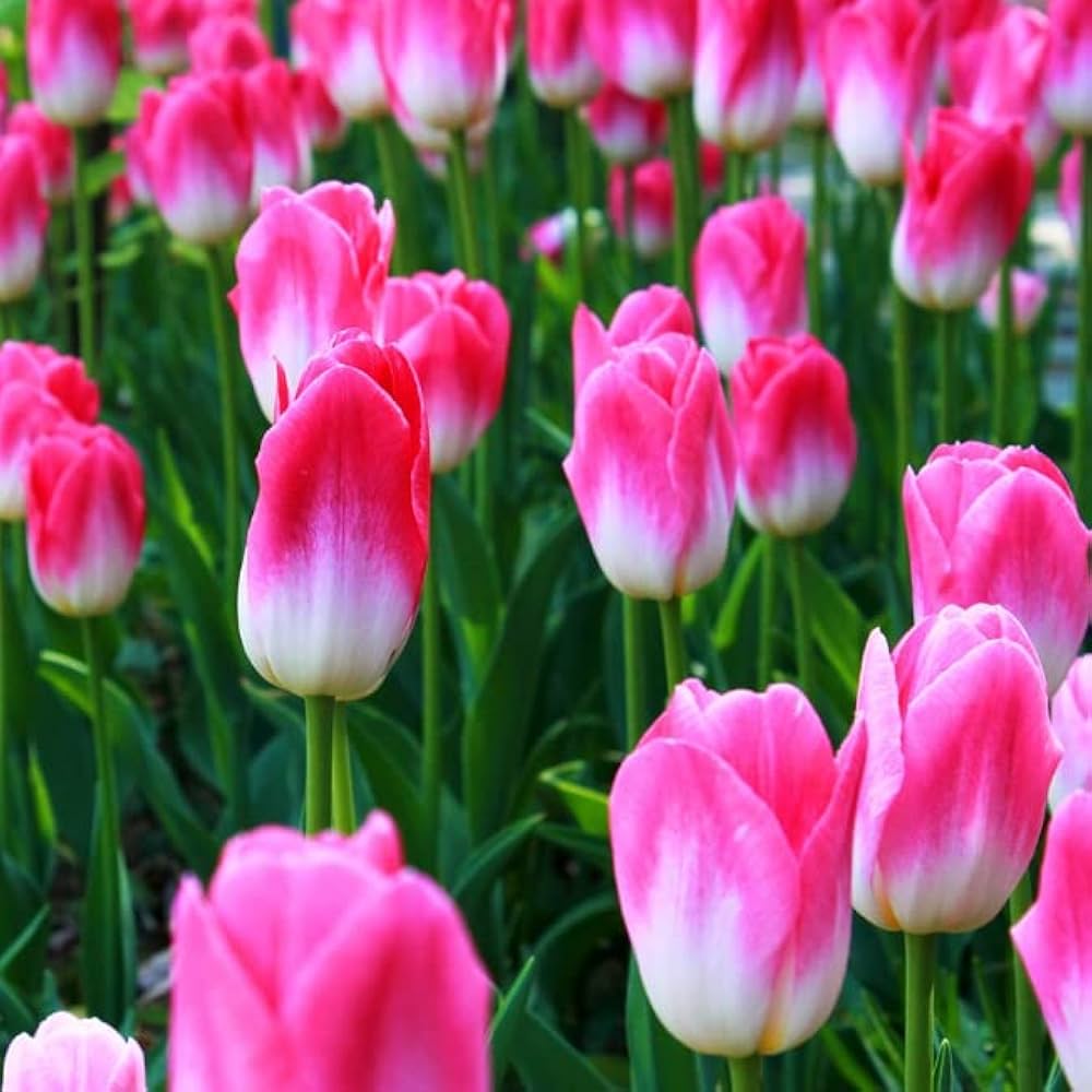 Semillas de flores de tulipán gigante rosa blanco - Heirloom, no modificadas genéticamente, semillas de alta germinación