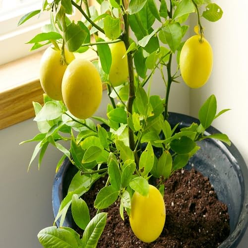 Lemon Seeds Yellow – Heirloom, Non-GMO, High Germination Organic Garden Seeds