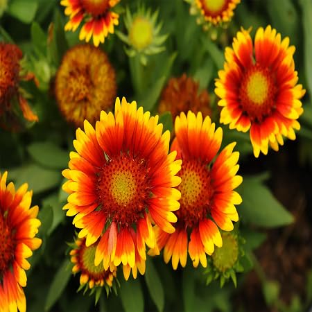 Pyrethrum Flower Seeds Heirloom Non-GMO High Germination Organic Garden Seeds for Planting