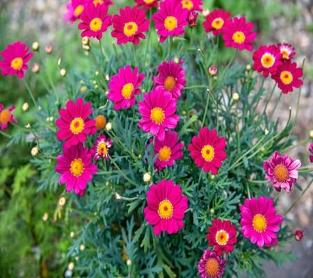 Daisy Flower Seeds – Heirloom, Non-GMO, High Germination Organic Garden Seeds for Planting