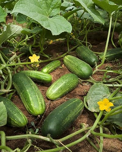 Cucumber Seeds – Heirloom, Non-GMO, High Germination Organic Garden Seeds Planting