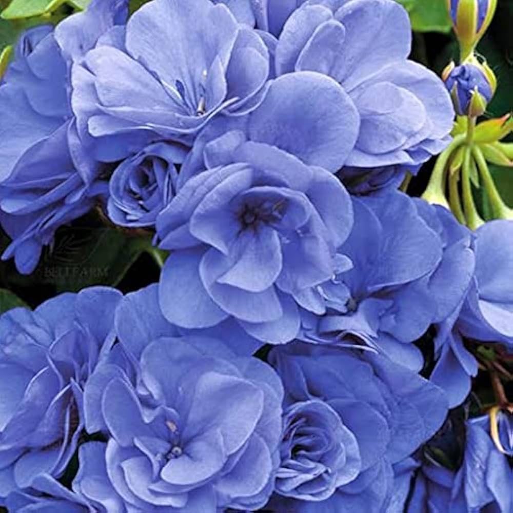blue blue flower seeds