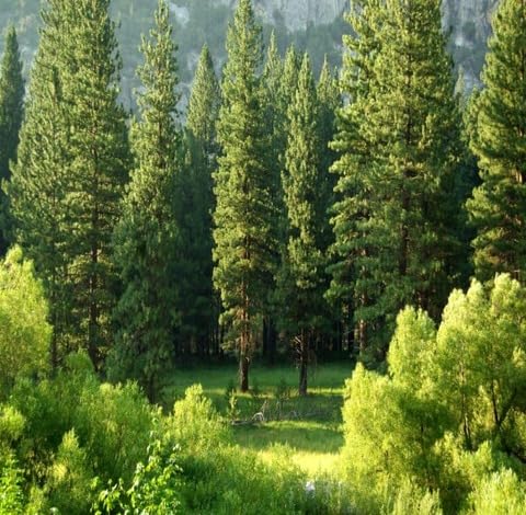 green pine flower seeds