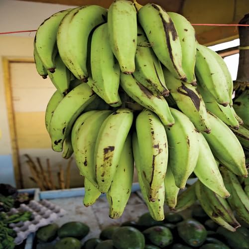 Plantain Seeds – Heirloom, Non-GMO, High Germination Organic Garden Seeds Planting