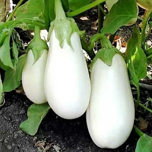 Eggplant White Seeds – Heirloom, Non-GMO, High Germination Organic Garden Seeds Planting