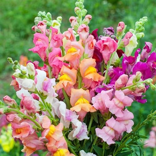 Antirrhinum Flower Seeds – Heirloom, Non-GMO, High Germination Organic Garden Seeds for Planting