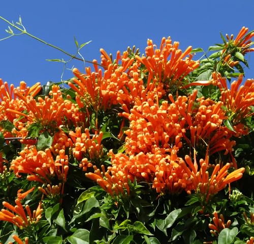 Venusta Flower Seeds for Planting – Heirloom, Non-GMO, High Germination