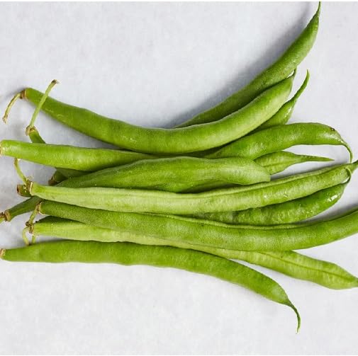 Green Bean Seeds – Heirloom, Non-GMO, High Germination Organic Garden Seeds Planting