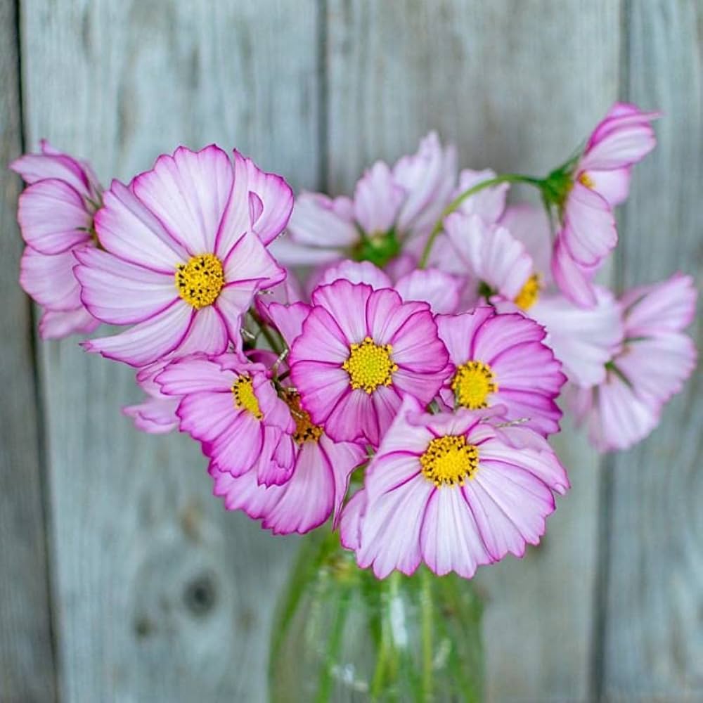 purple red flower seeds