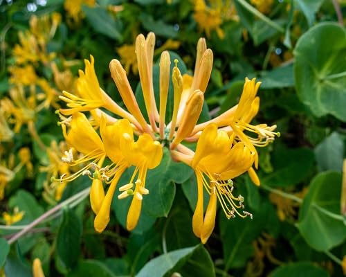 Yellow Honeysuckle Flower Seeds – Heirloom Non-GMO High Germination Organic Garden Seeds