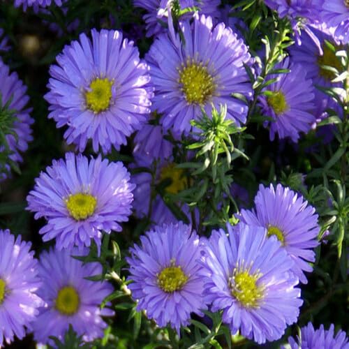 Purple Erigeron Flower Seeds – Heirloom, Non-GMO, High Germination Organic Garden Seeds for Planting