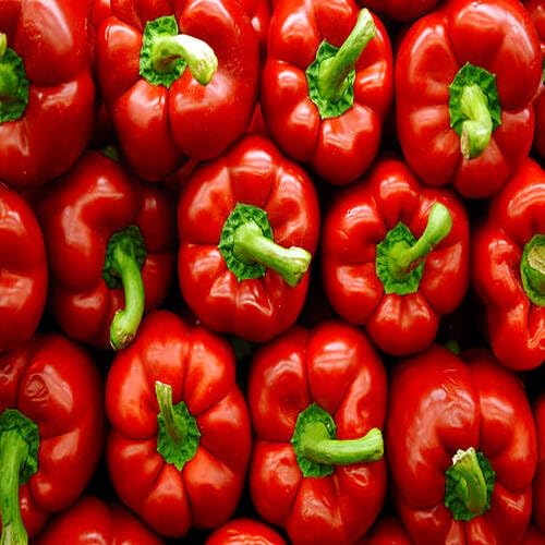 Red Pepper Seeds – Heirloom, Non-GMO, High Germination Organic Garden Seeds Planting