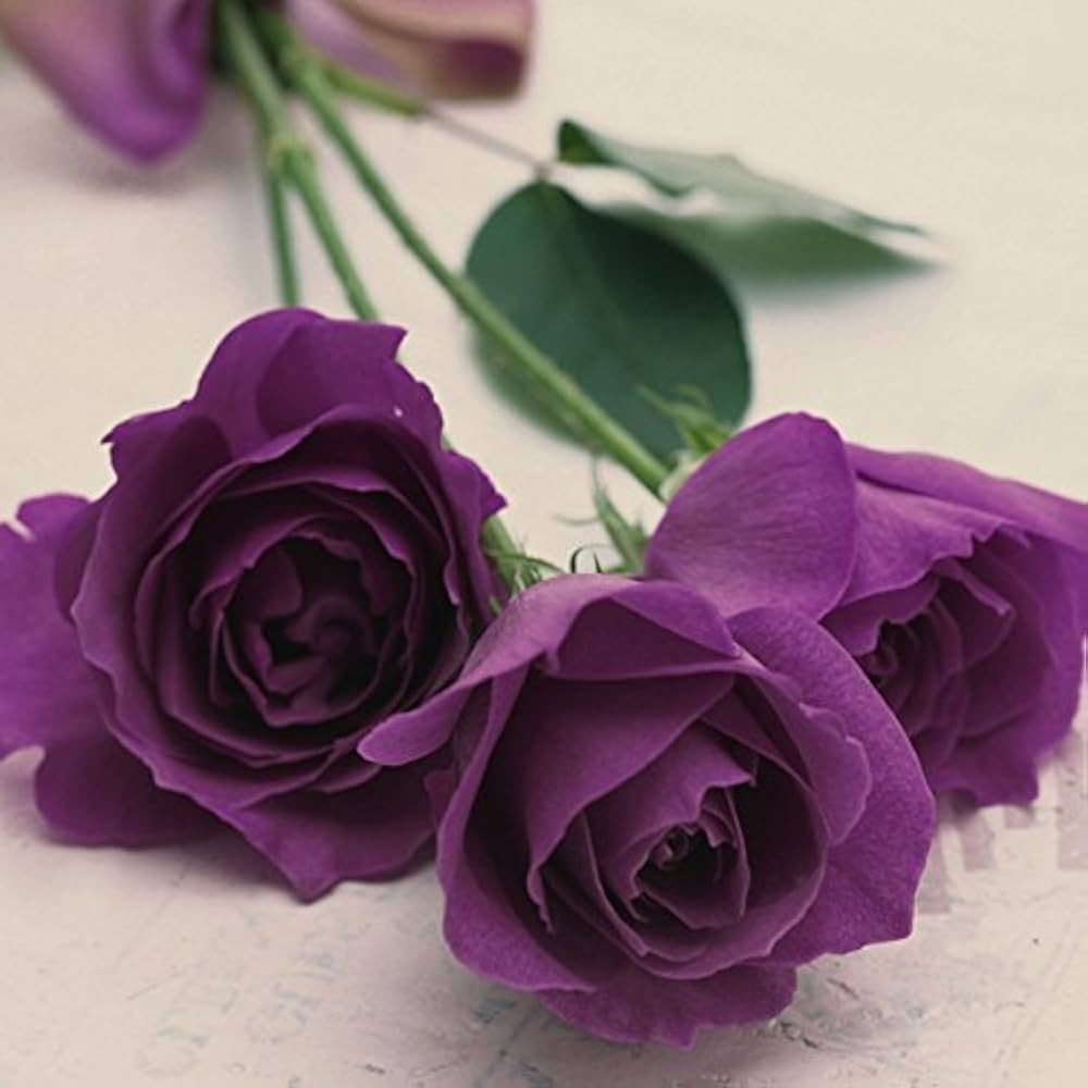 rose rosa flower seeds