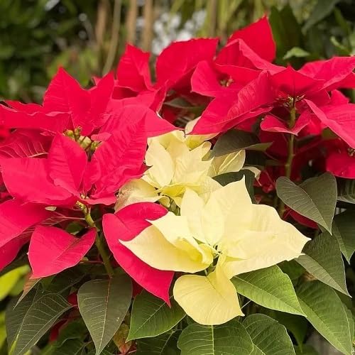 Yellow Red Poinsettia Flower Seeds Heirloom Non-GMO High Germination Organic Garden Seeds for Planting