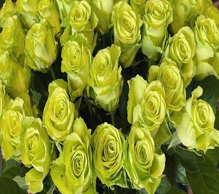 Green Rose Flower Seeds for Planting – Heirloom, Non-GMO, High Germination Organic Garden Seeds