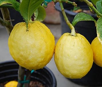 Etrog (Esrog) Fruit Seeds for Planting – Aromatic Citron, Heirloom Non-GMO High Germination Organic Garden Seeds