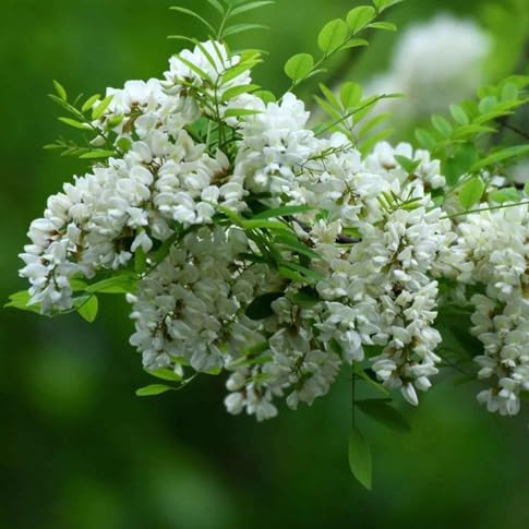 Sophora Flower Seeds for Planting – Heirloom, Non-GMO, High Germination Organic Garden Seeds