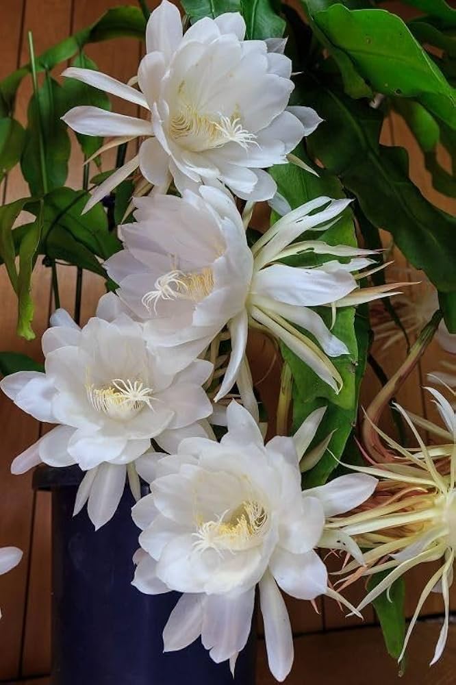 Epiphyllum oxypetalum Blumensamen – alte Sorte, gentechnikfrei, hohe Keimrate
