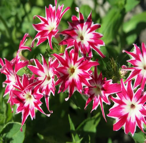 Pink White Phlox Drummondii Flower Seeds Heirloom Non-GMO High Germination Organic Garden Seeds for Planting