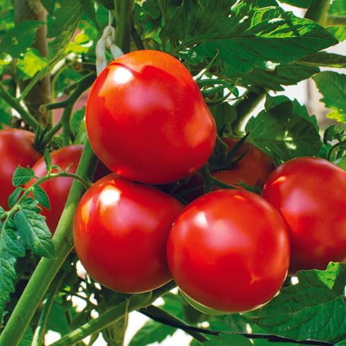Tomato Seeds – Heirloom, Non-GMO, High Germination Organic Garden Seeds Planting