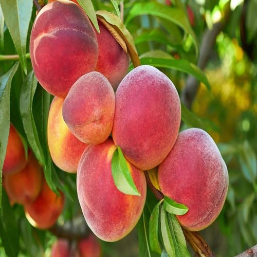Pink Peach Seeds – Heirloom, Non-GMO, High Germination Organic Garden Seeds for Planting