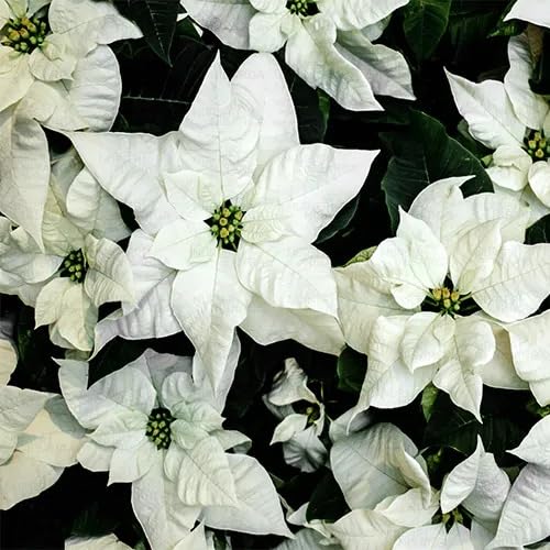 White Poinsettia Flower Seeds – Heirloom Non-GMO High Germination Organic Garden Seeds