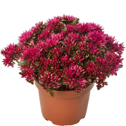 Red Sedum Flower Seeds for Planting – Heirloom, Non-GMO, High Germination Organic Garden Seeds