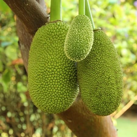 Breadfruit Seeds – Heirloom, Non-GMO, High Germination Organic Garden Seeds