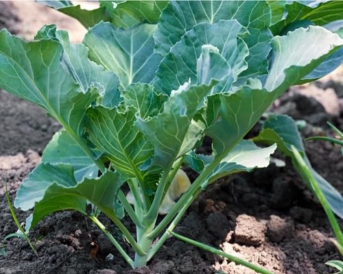 Green Collard Seeds – Heirloom, Non-GMO, High Germination Organic Garden Seeds Planting