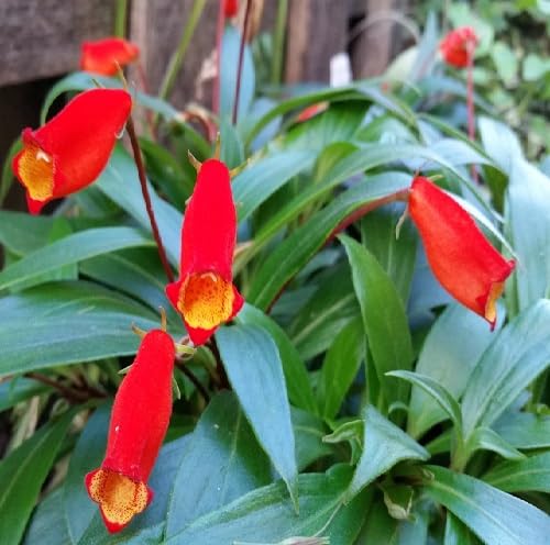 Red Seemannia Flower Seeds Heirloom Non-GMO High Germination Organic Garden Seeds for Planting
