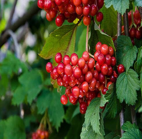 Red Cranberry Seeds – Heirloom, Non-GMO, High Germination Organic Garden Seeds