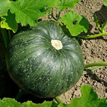 Pumpkin Seeds – Heirloom, Non-GMO, High Germination Organic Garden Seeds Planting