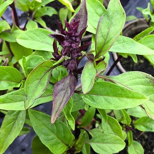 Green Liquorice Basil Plant Seeds Heirloom Non-GMO High Germination Organic Garden Seeds for Planting