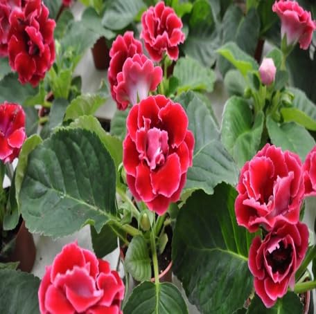 Semillas de flor de gloxinia roja - Semillas orgánicas de polinización abierta sin OMG de alta germinación para plantar en el jardín