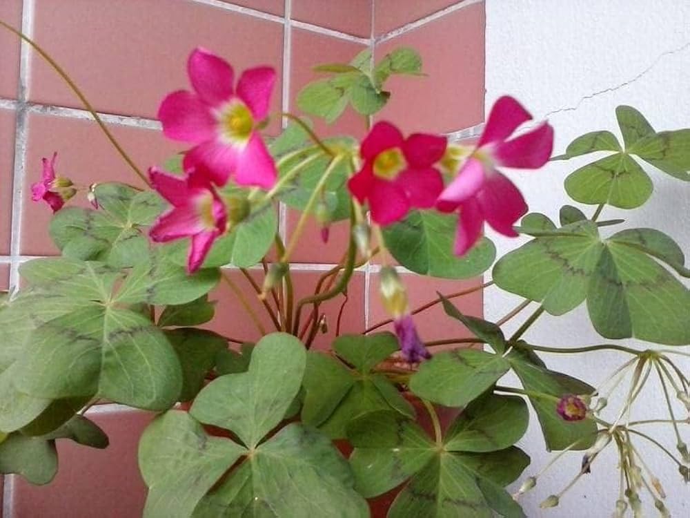 oxalis triangularis flower seeds