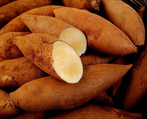 Brown Yacon Seeds for Planting – Heirloom, Non-GMO, High Germination Organic Garden Seeds