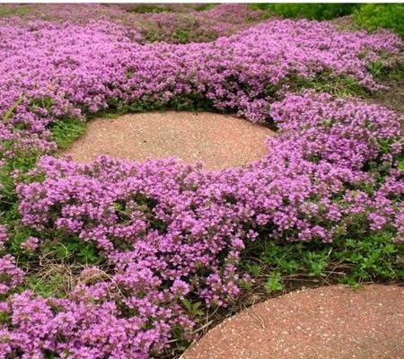 Creeping Thyme Plant Seeds Heirloom Non-GMO High Germination Organic Garden Seeds