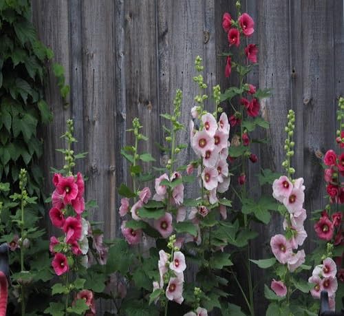 mixed hollyhocks flower heirloom non-gmo seeds