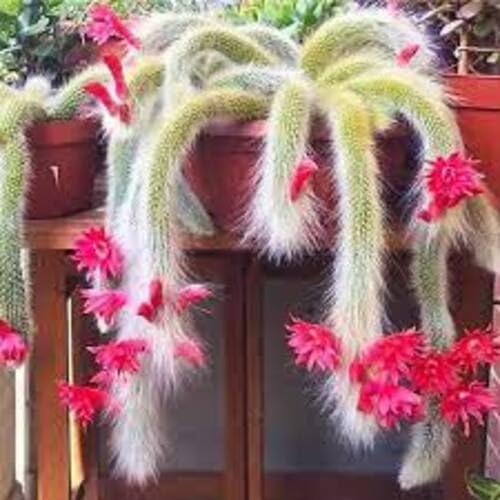 Red Cleistocactus Colademononis Flower Seeds – Heirloom, Non-GMO, High Germination Organic Garden Seeds for Planting