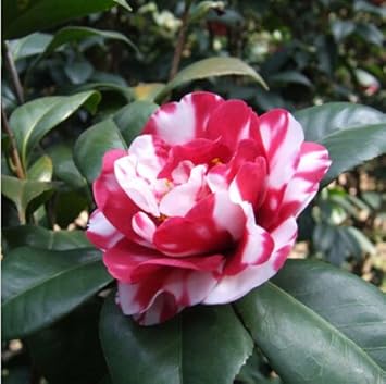 camelliajaponicaflowerheirloomnongmo flower seeds