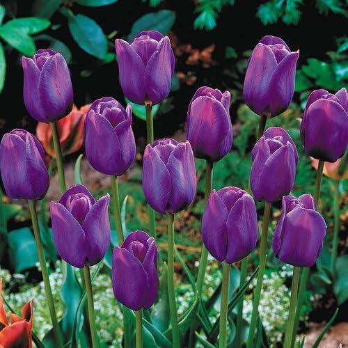 voilet tulip flower seeds
