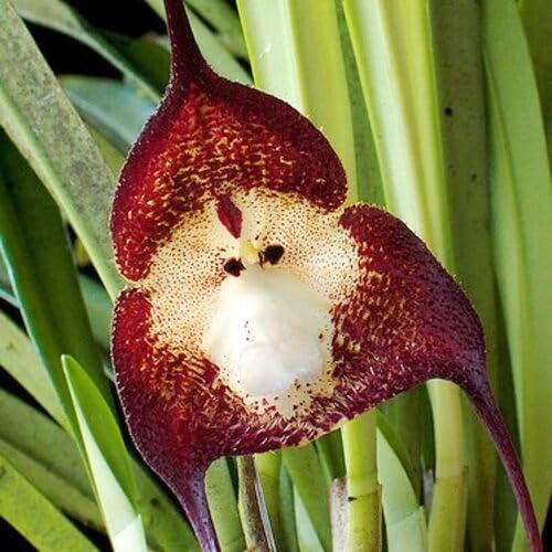 Monkey Face Orchid Flower Seeds – Heirloom, Non-GMO, High Germination Organic Garden Seeds for Planting