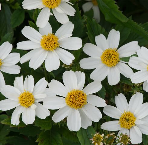 White Bidens Flower Seeds for Planting – Heirloom Non-GMO High Germination Organic Garden Seeds