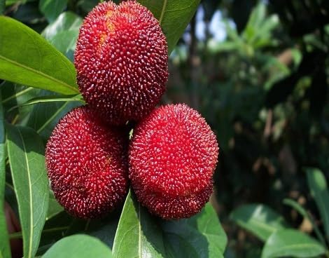 Red Bayberry Seeds – Heirloom, Non-GMO, High Germination Organic Garden Seeds