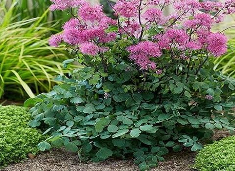 Purple Thalictrum Flower Seeds Heirloom Non-GMO High Germination Organic Garden Seeds for Planting