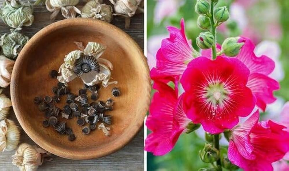 Pink Organic herb seeds