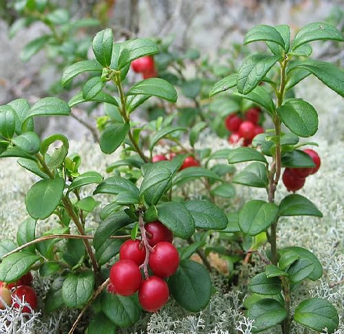 Red Cranberry Seeds – Heirloom, Non-GMO, High Germination Organic Garden Seeds