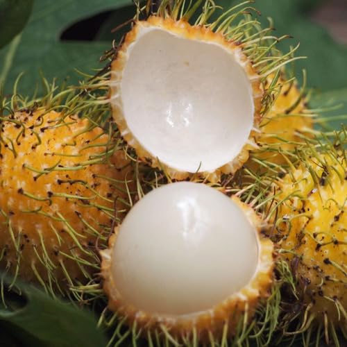 Yellow Rambutan Seeds – Heirloom, Non-GMO, High Germination Organic Garden Seeds